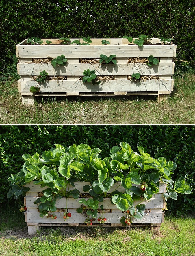 strawberry-pallet-planter