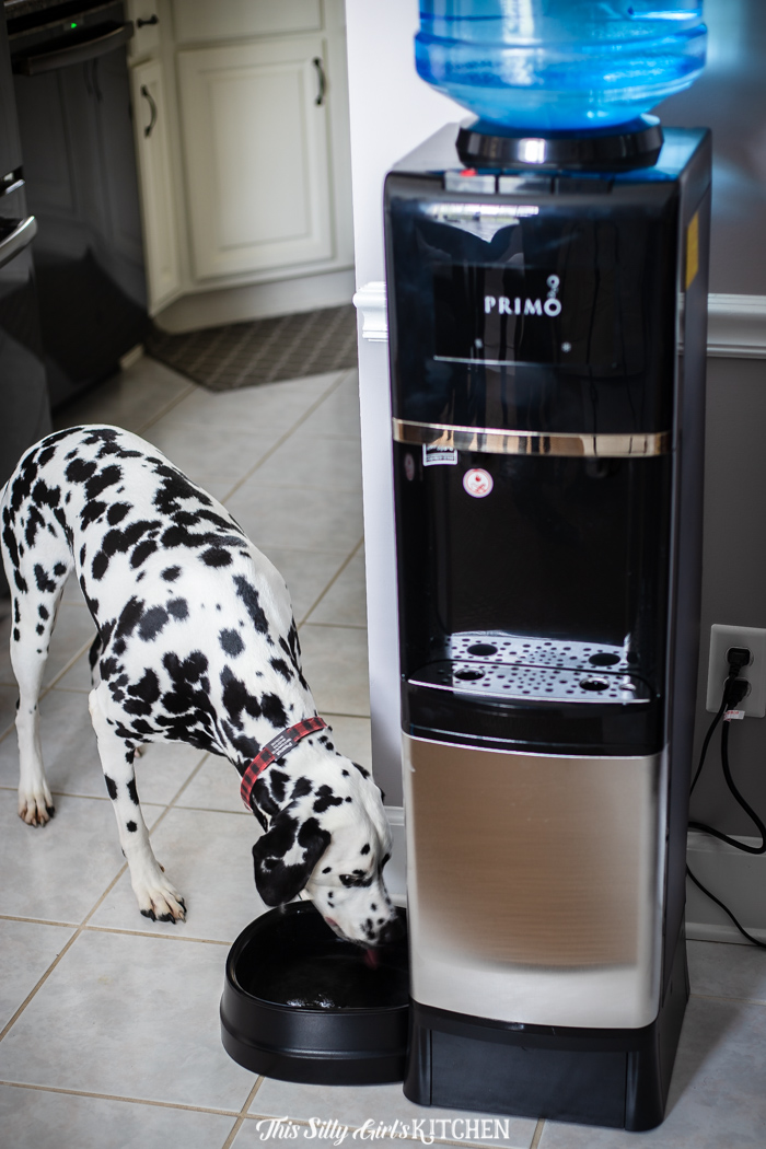 primo water dispenser with pet station