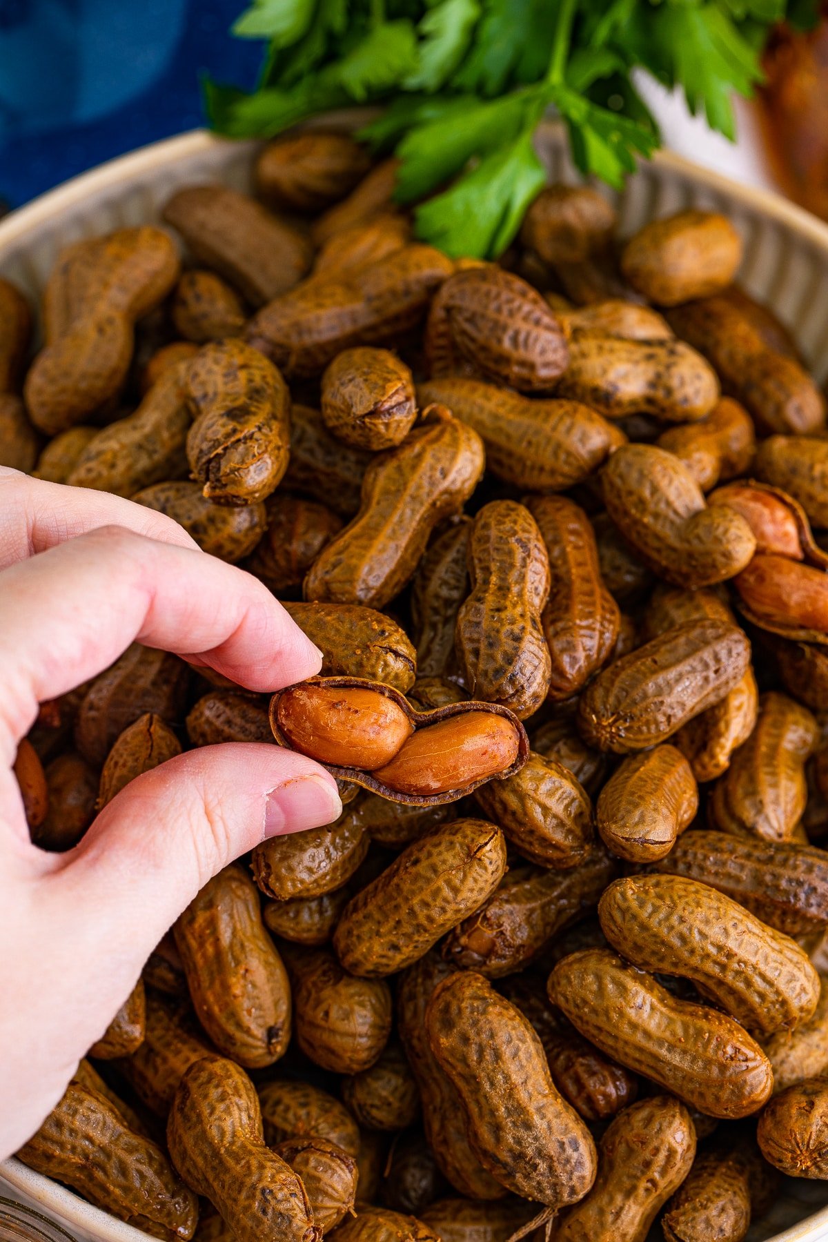 Overhead photo of Boiled Peanuts with hand holding one with half the shell.