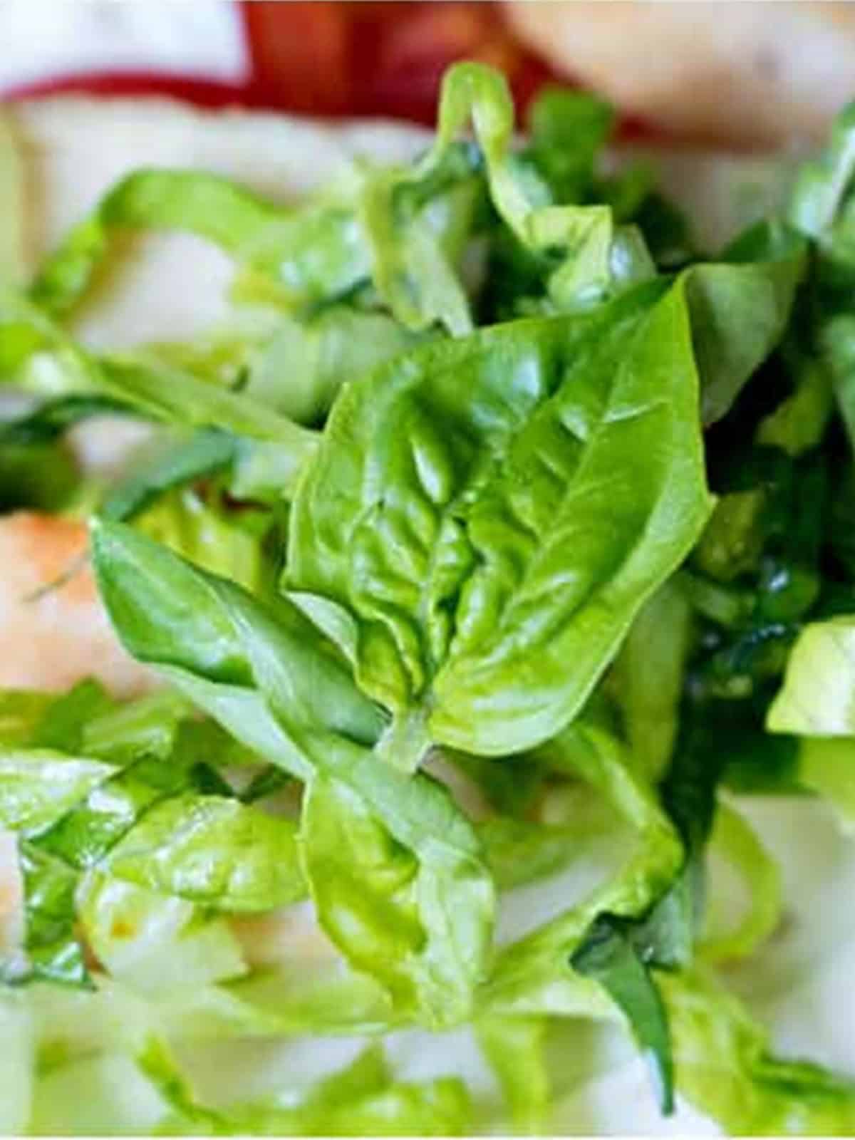 Shredded romaine lettuce and torn basil added to a caprese chicken wrap.