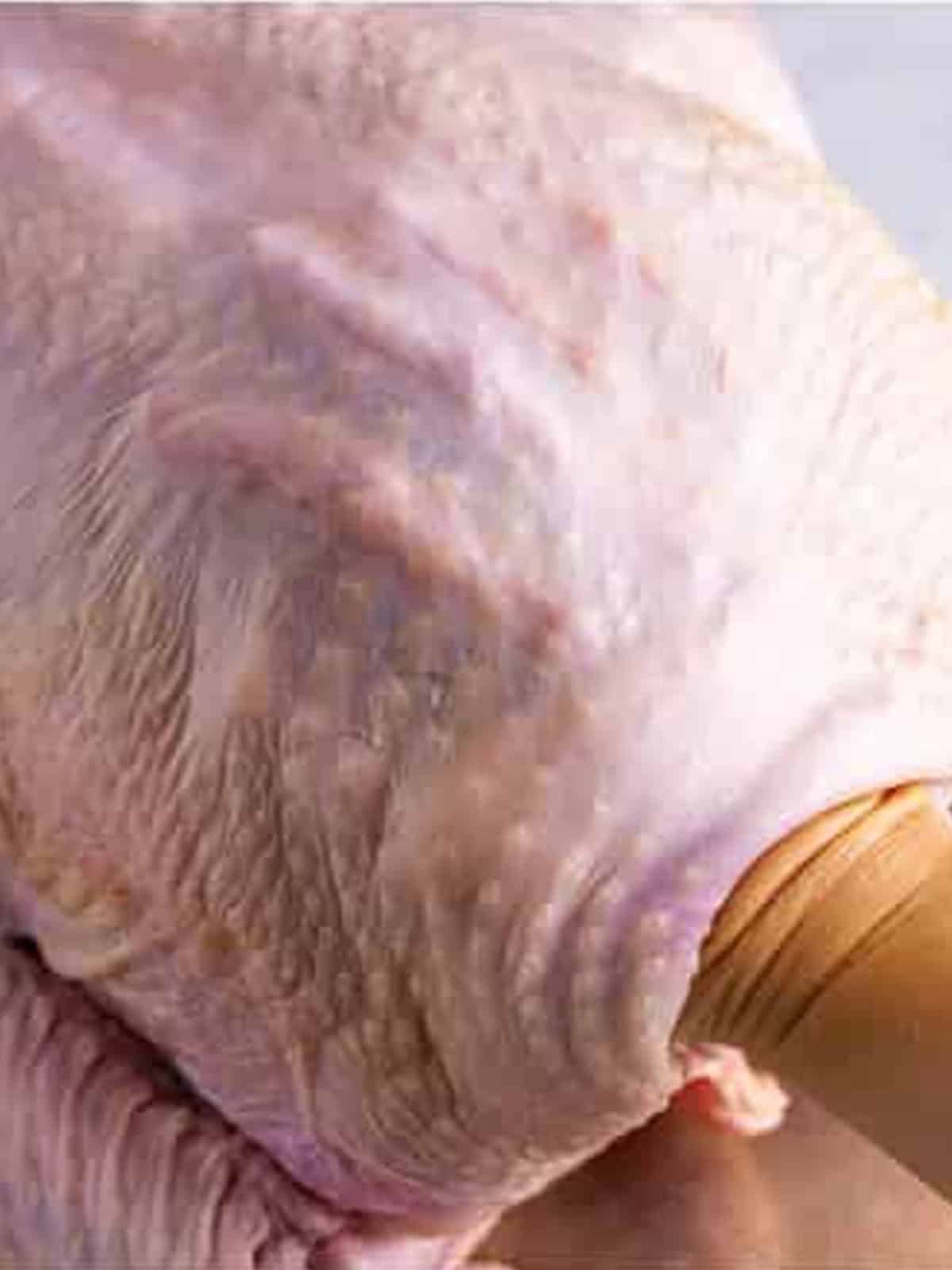 Loosening the skin of the turkey to spread herb butter underneath.