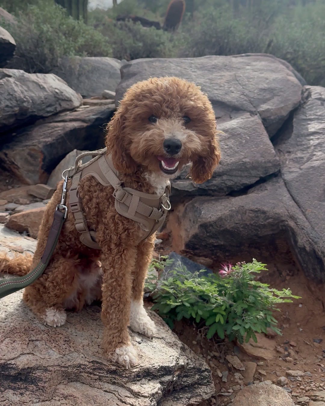 Sherman the red poodle smiling on a rock during a desert walk