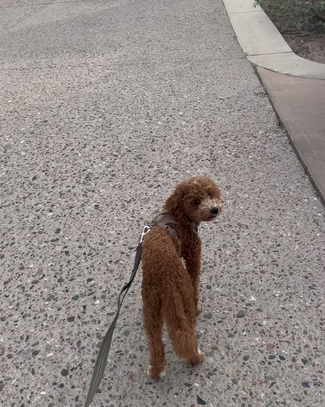 Sherman the poodle puppy looking back over his shoulder on a walk