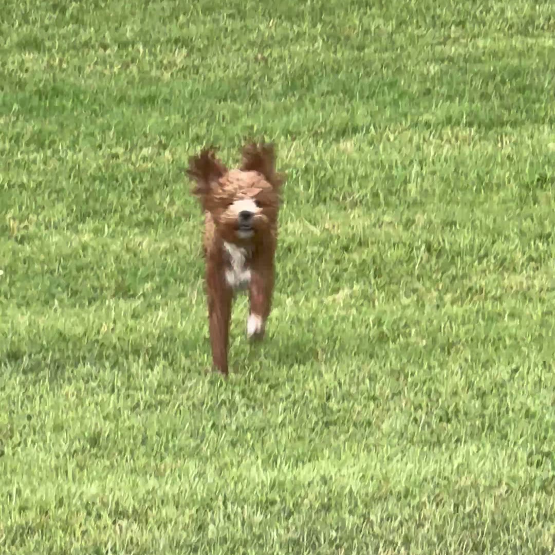Sherman the poodle puppy running across the grass with his ears flying